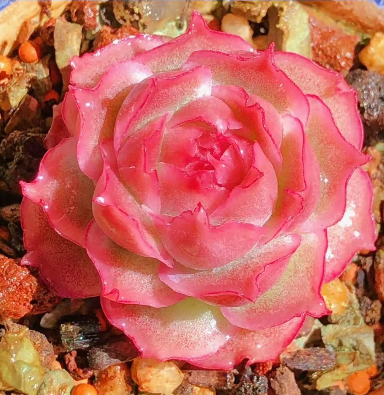 水晶虾饺多肉植物  新手好养满9.9包邮直播间为标准发货精选精养