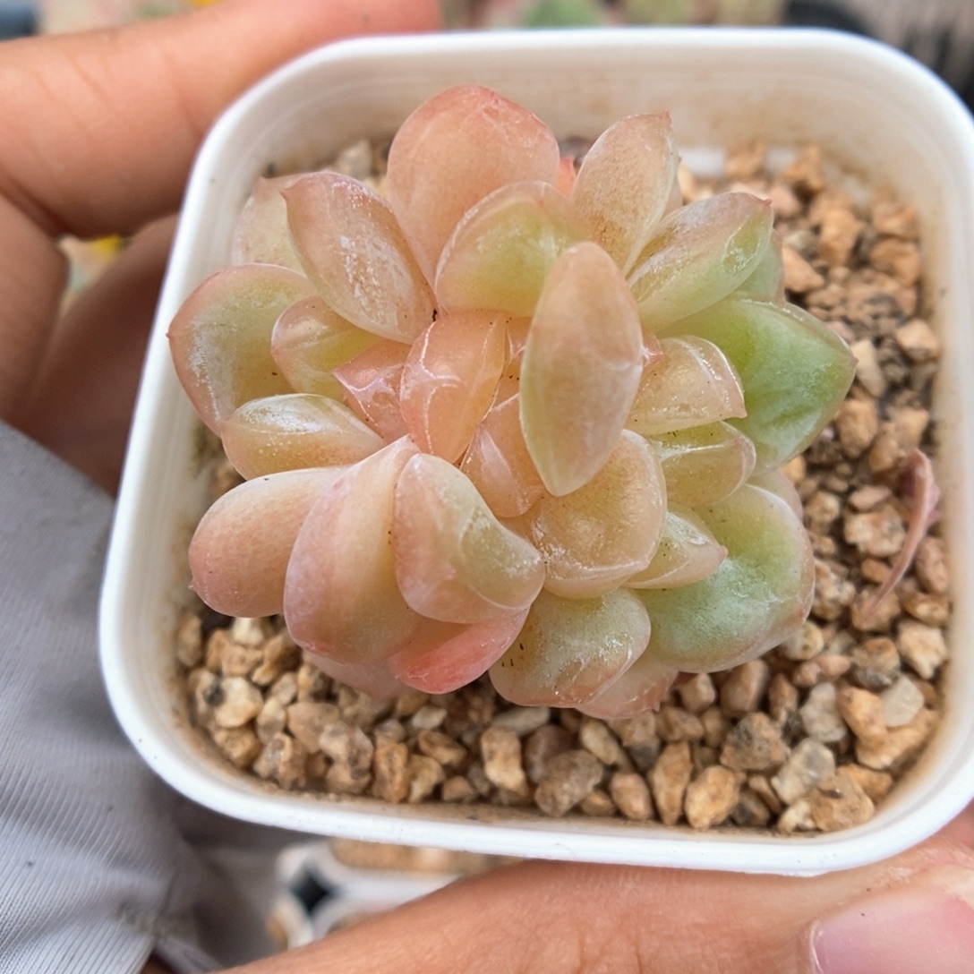 糖心珍妮缀化977号