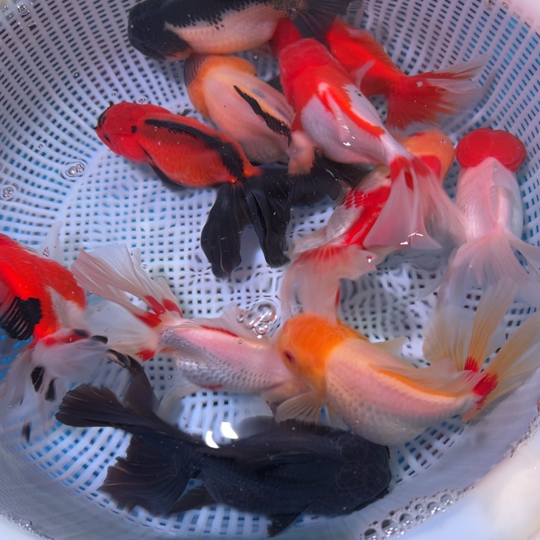 金鱼冷水观赏鱼混搭