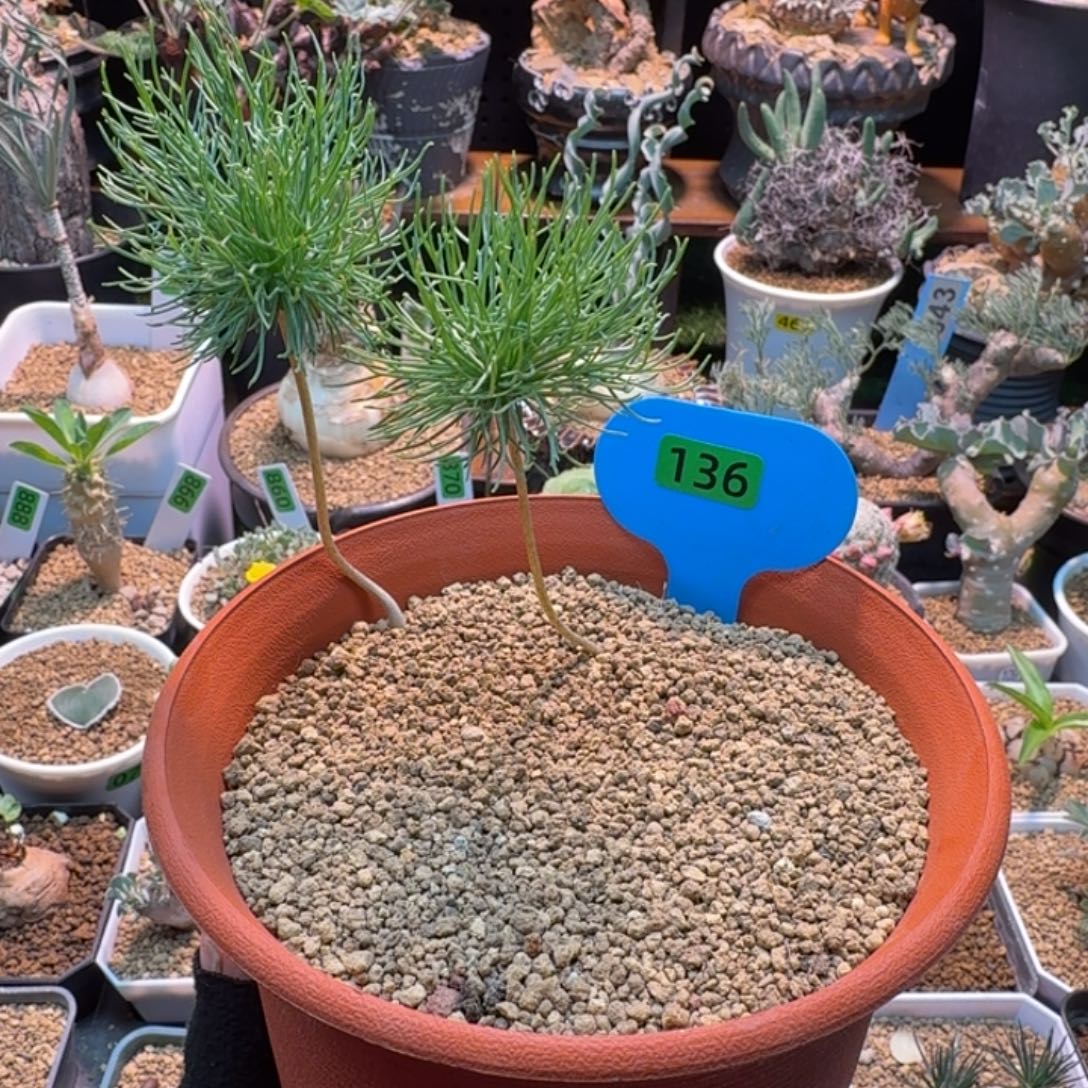 扫把头雾冰玉136 仙人球