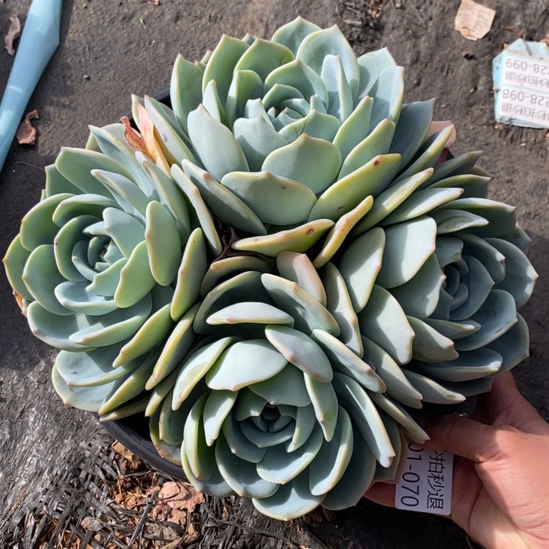 两单包邮101-70凤橙