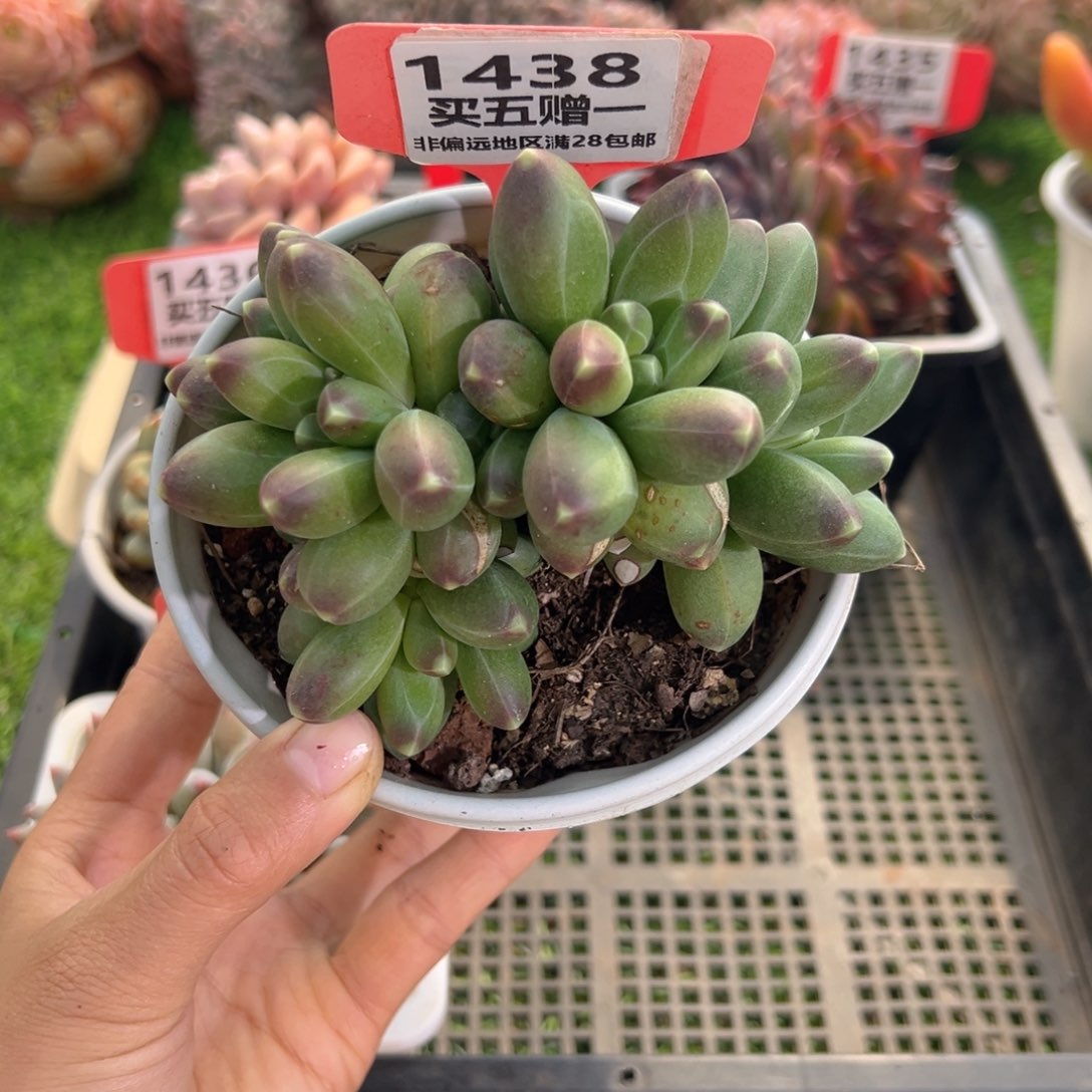 表妹精品多肉1438.