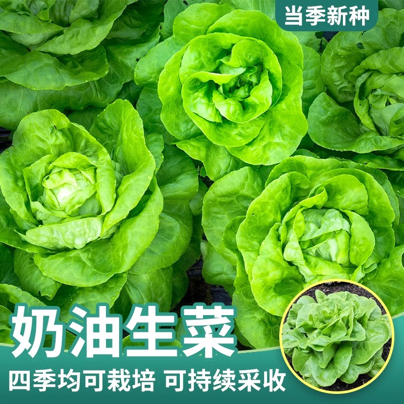奶油生菜种籽四季易播好种农家田园沙拉专用发芽蔬菜青菜种子