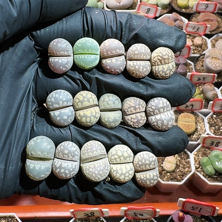 生石花122555。 515