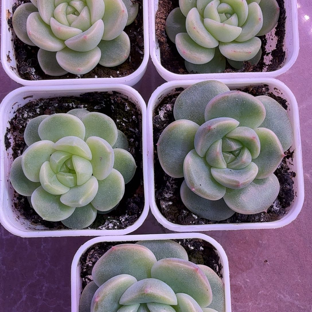 播种财富5颗一物一拍