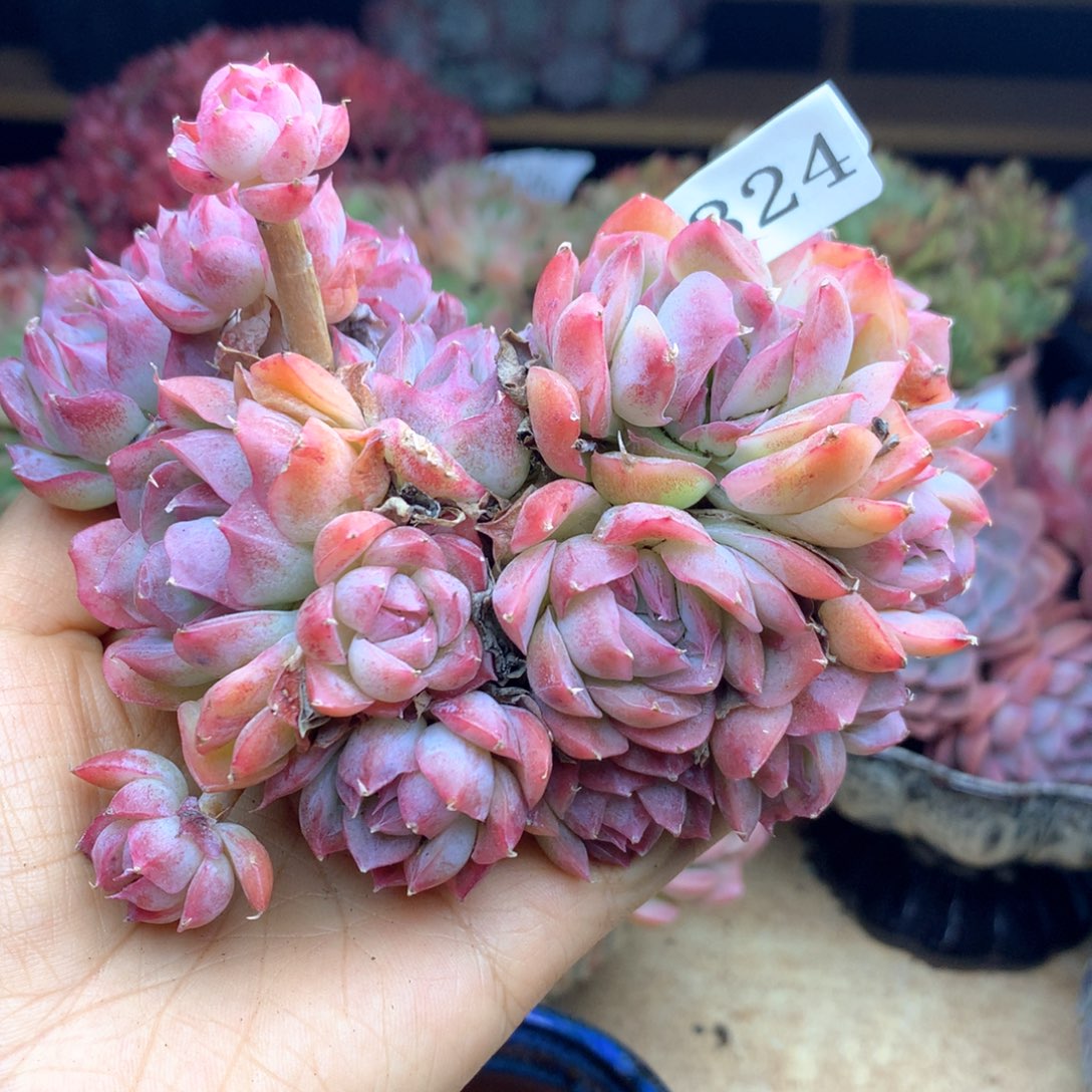 张*然1324杂交多肉植物基地