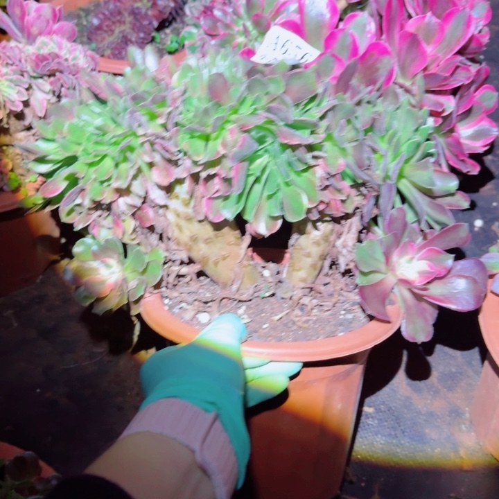 656香妃缀化多肉植物满28包邮