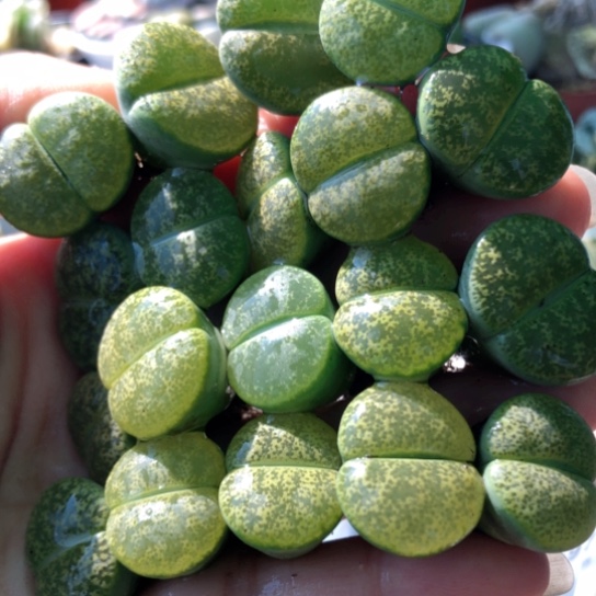 1930，1.8-2.2厘米19棵