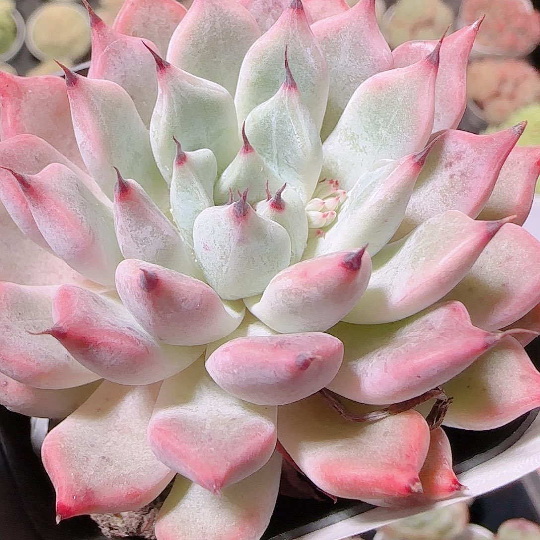 花语逸镜1122-113绿抓