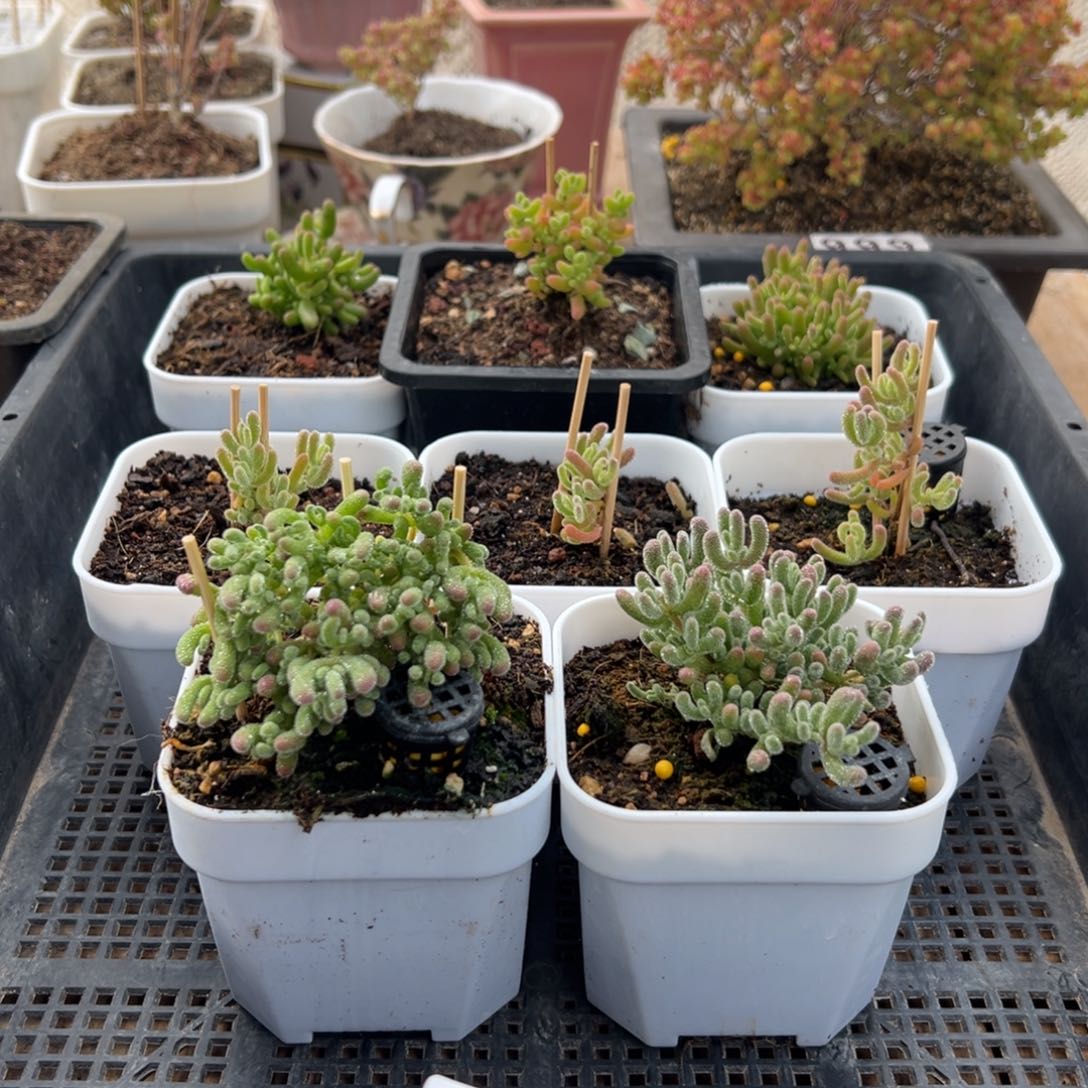 枝干番杏多肉植物961