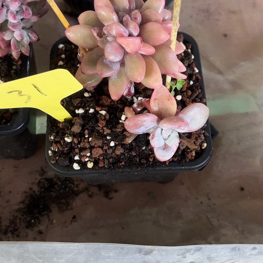 雨****粉兔缀化31号多肉植物