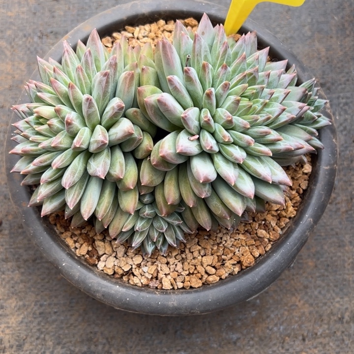 小***～小奶汪红体幻影一颗