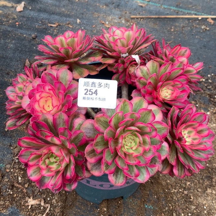 254白月光多肉植物