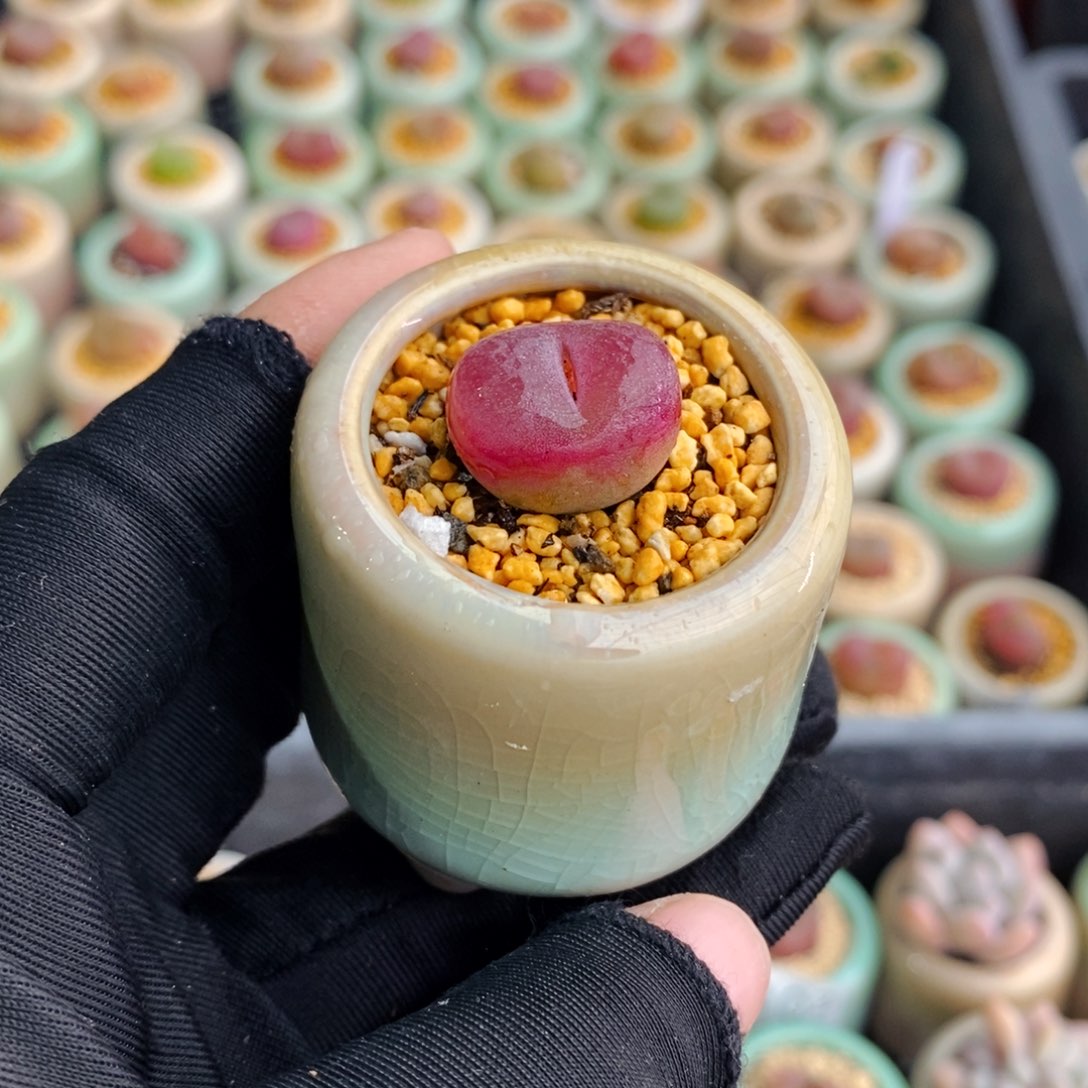 3143-一物一拍带盆