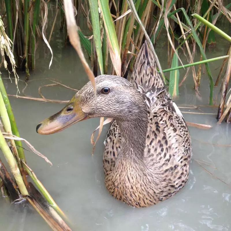 （直播间一物一拍现称现卖）云南农家散养鸭麻鸭番鸭红头鸭顺丰发货