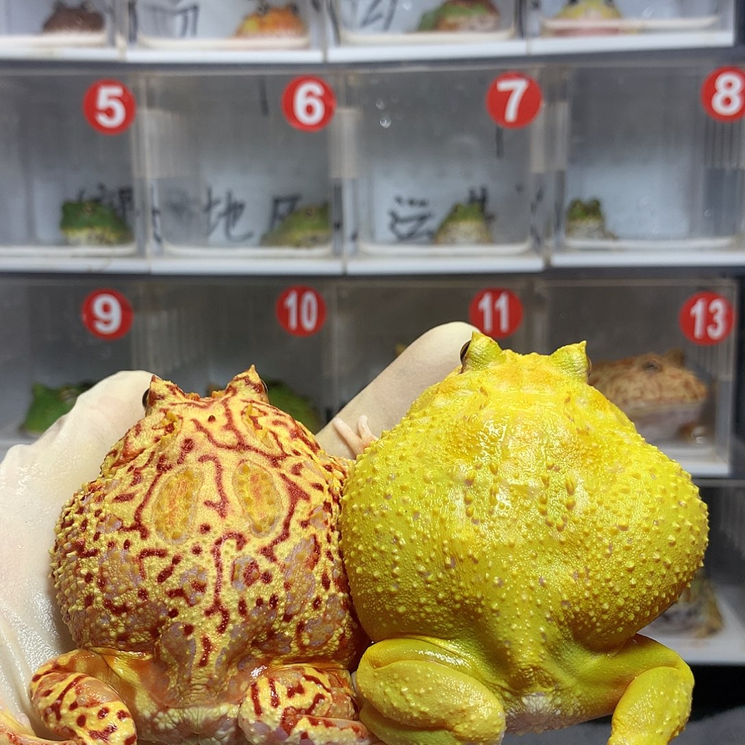 角蛙3238 火龙加微瑕蛋黄