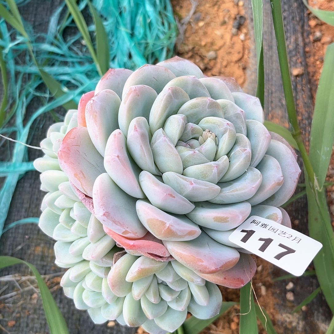 阿雅园艺。    117