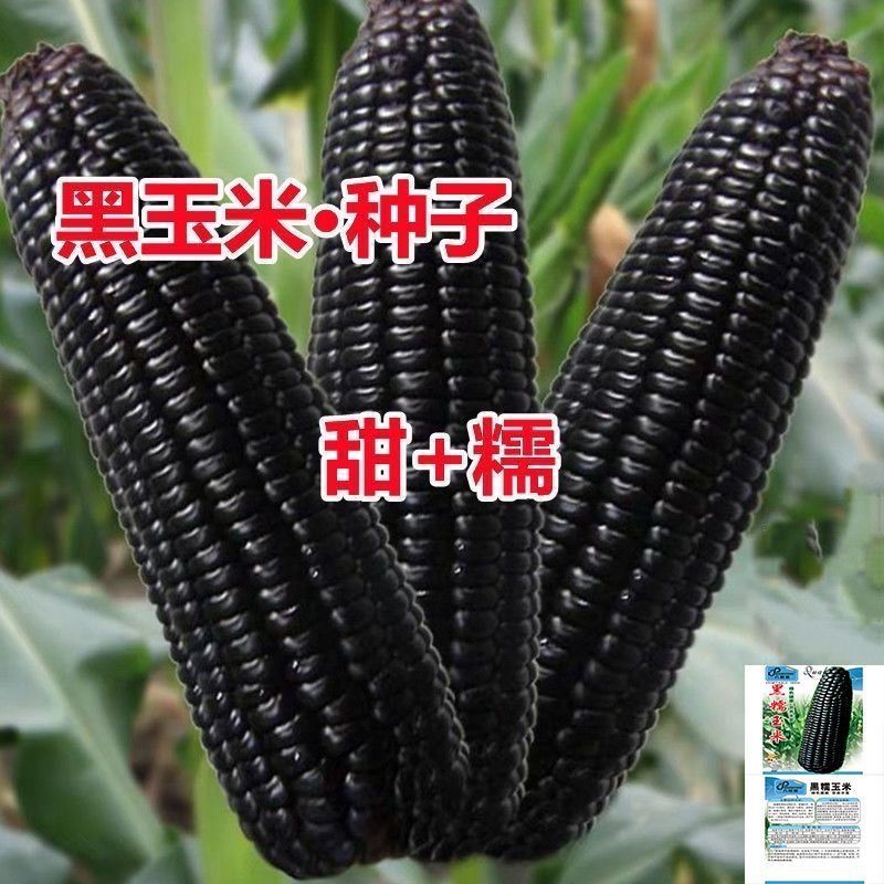 高产早熟黑糯玉米种子甜黑糯玉米黑玉米种子苞米种子春季春季爆品