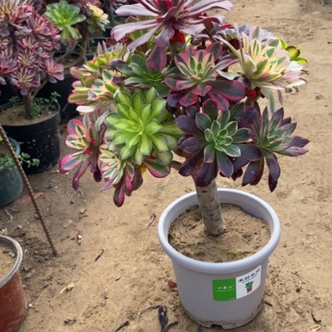 946嫁接多品种多肉法师