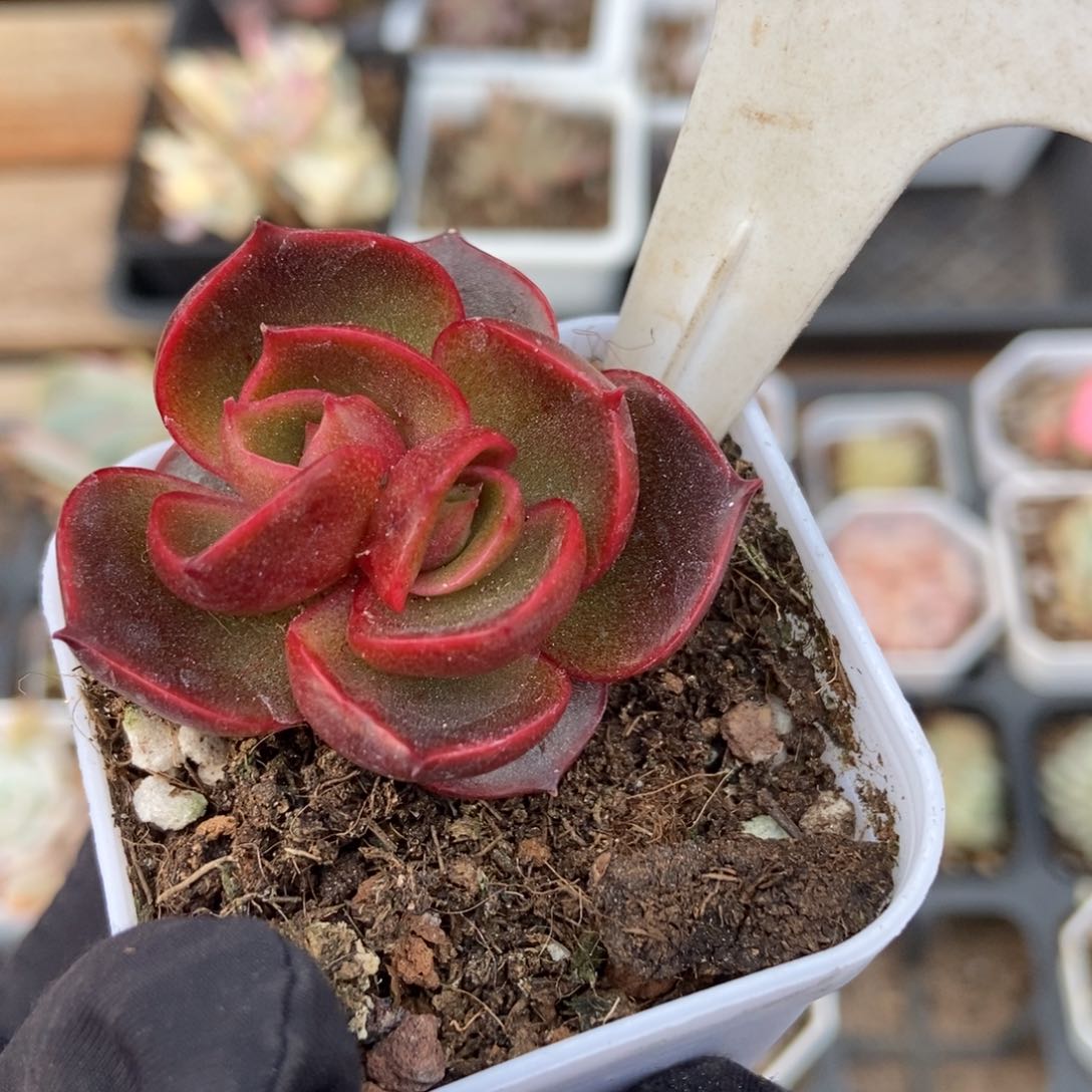 987红灯多肉植物保护