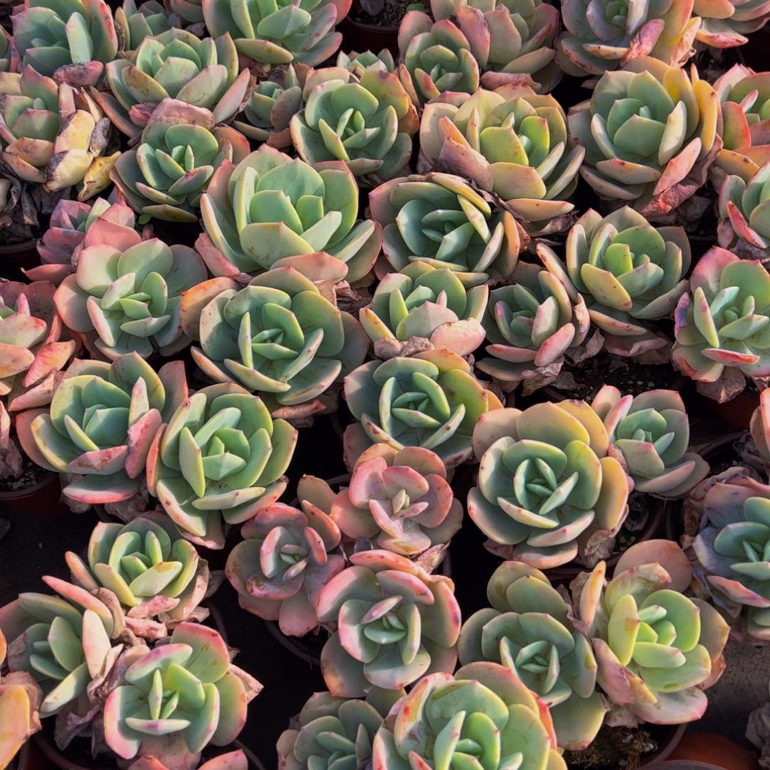 血凤双头多肉植物