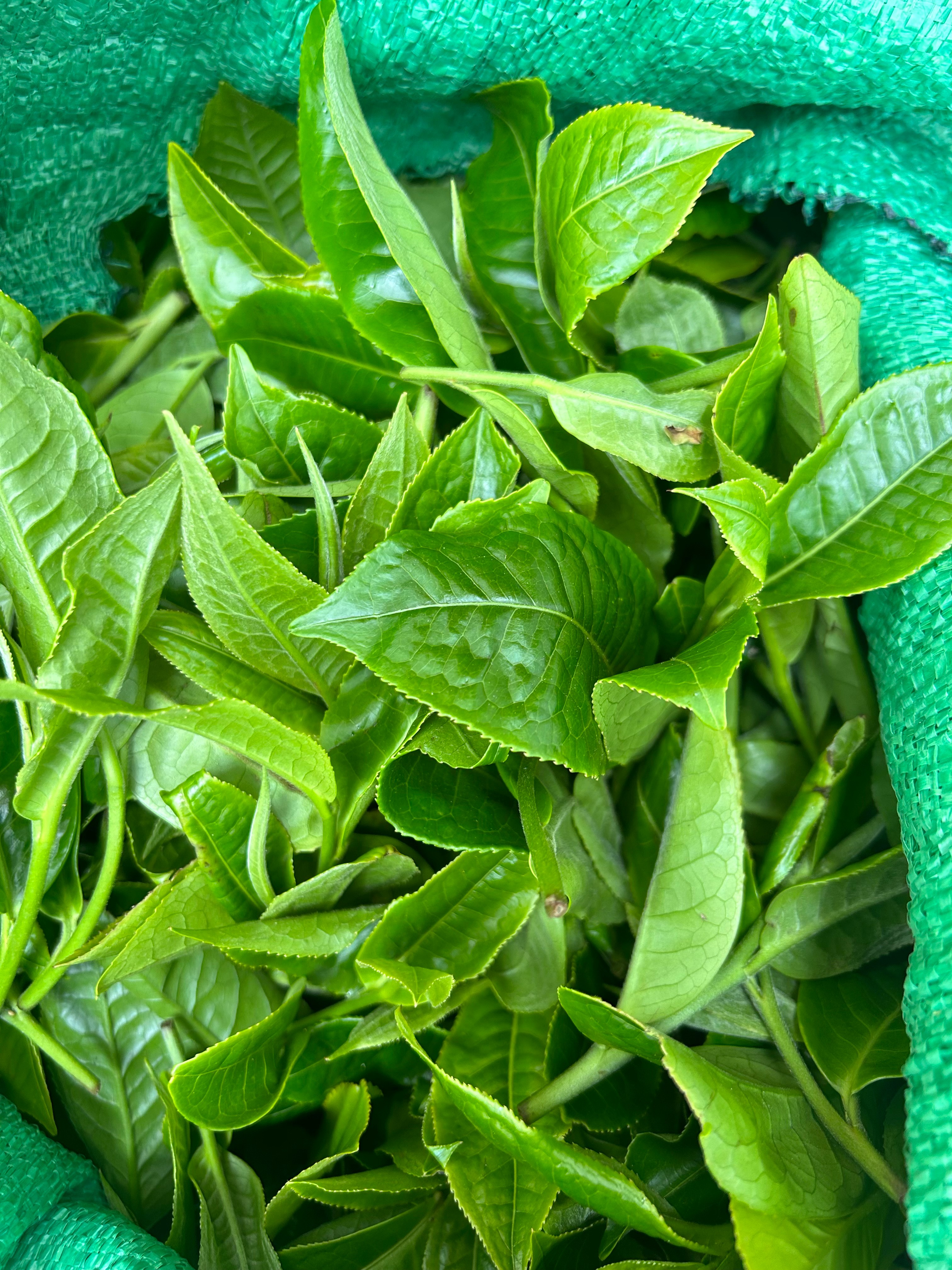 普洱茶通用链接-云蔎古茶