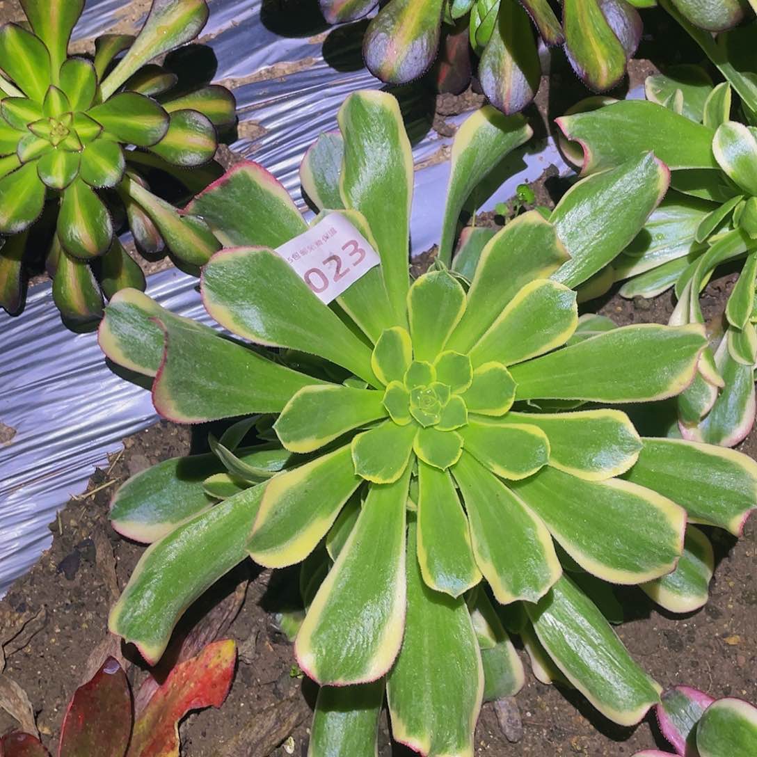 1023特斯拉多肉植物