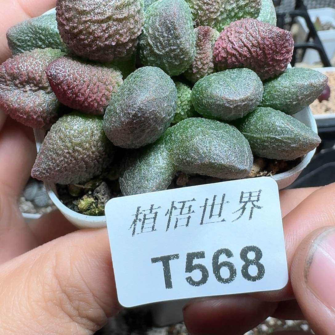 568盒多肉植物fv