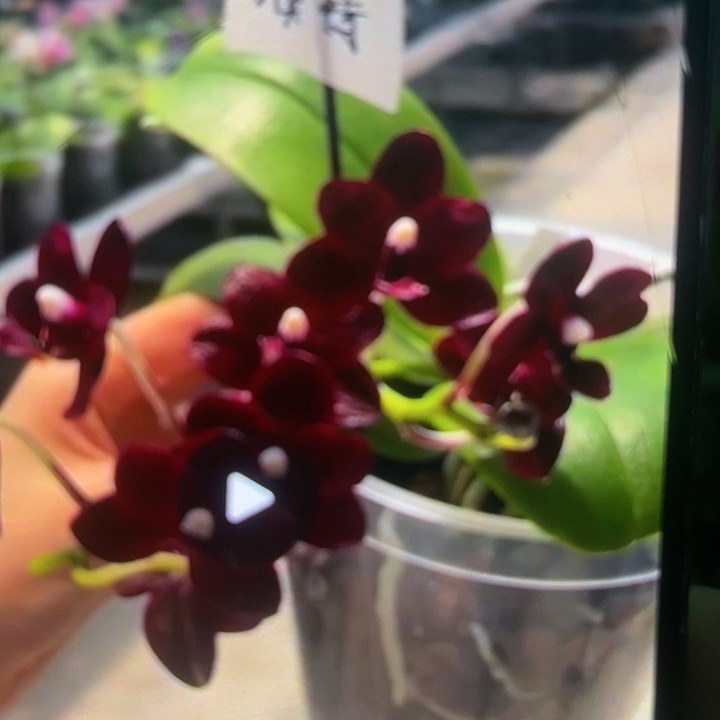 当前无花栽培后可以开花黑莓