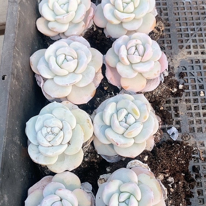 白**朵22-26号一物一拍雪莲