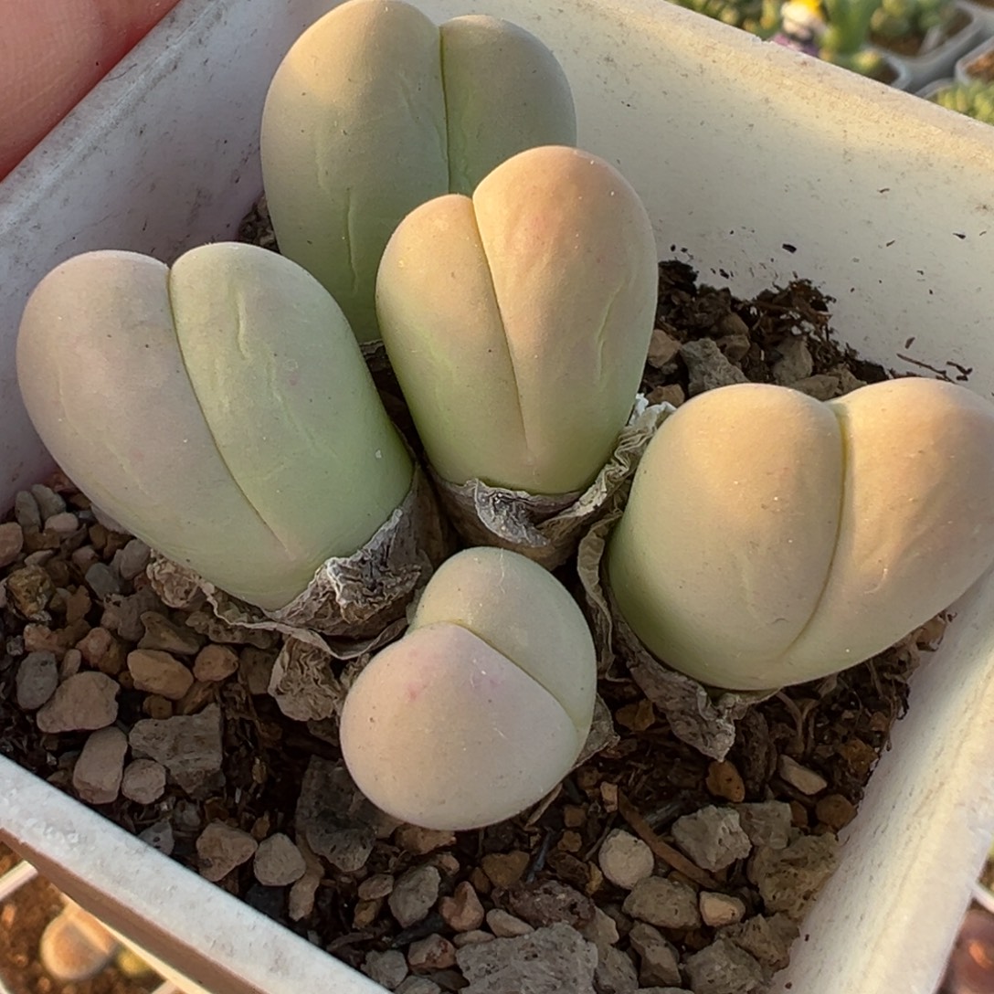 018多肉植物种类多样