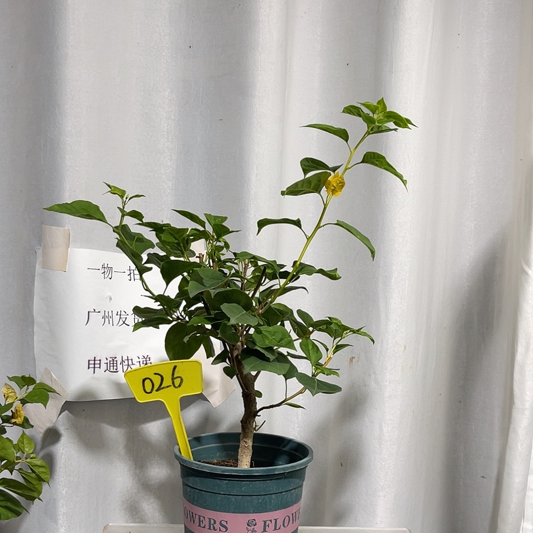当前无花栽培后可以开花026暗斑浅黄扦插