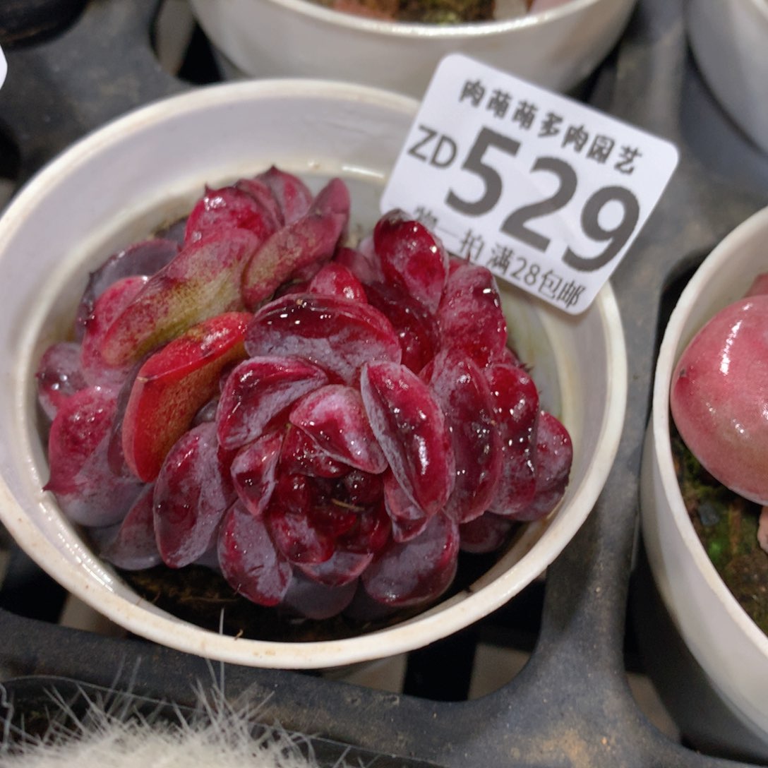 肉萌萌拇指盆精控多肉ZD529