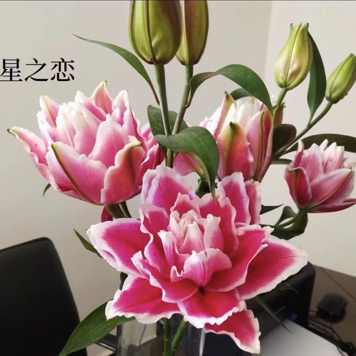 (火星之恋）种球大花浓香重瓣耐寒耐热百合种球盆栽四季可种