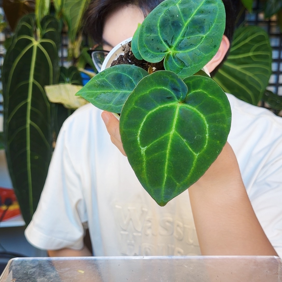 完全开放B04  卡拉杂kos