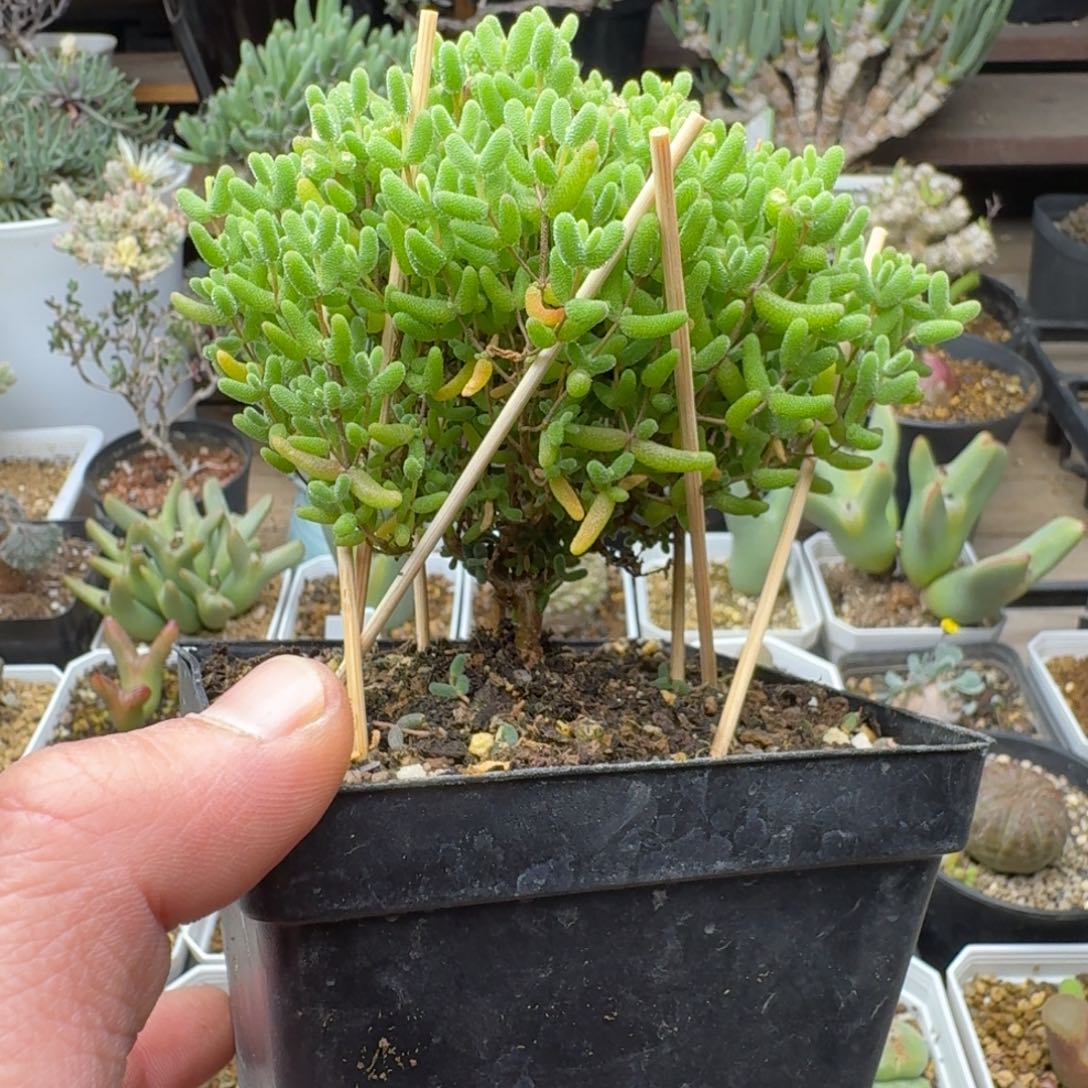 蜜橘糖球多肉。