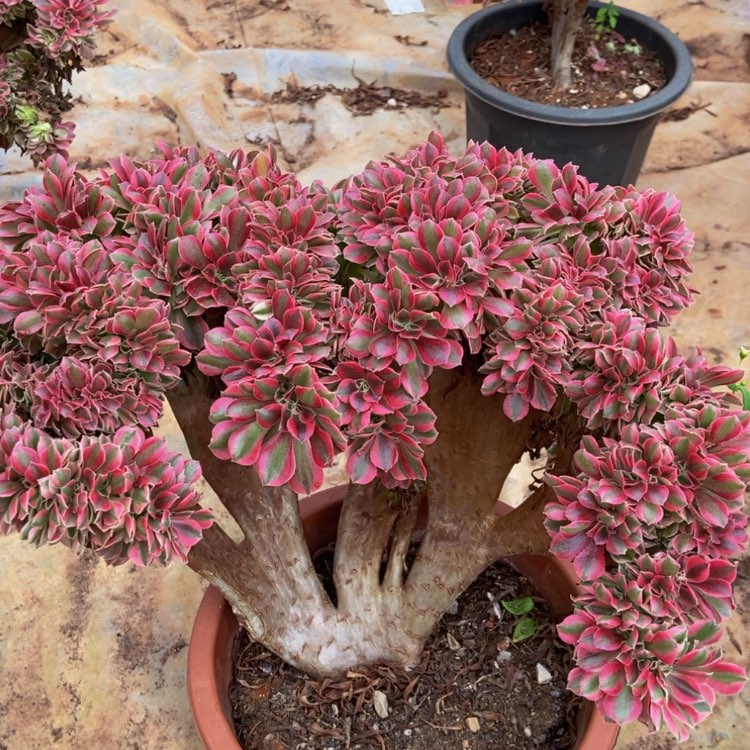 【闪购商品】818粉女巫多肉