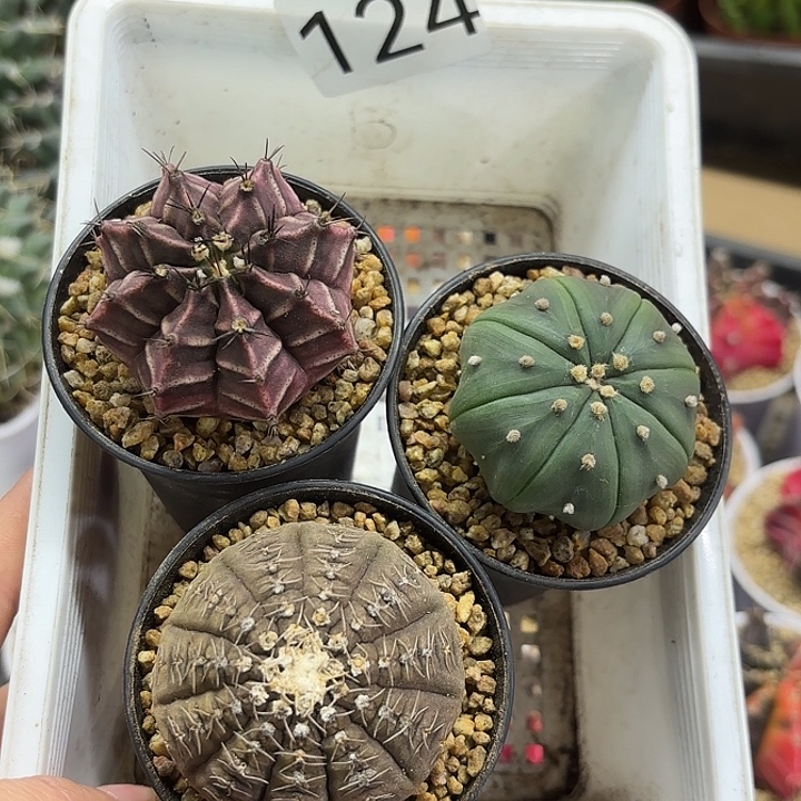 124。一组仙人球组合发货