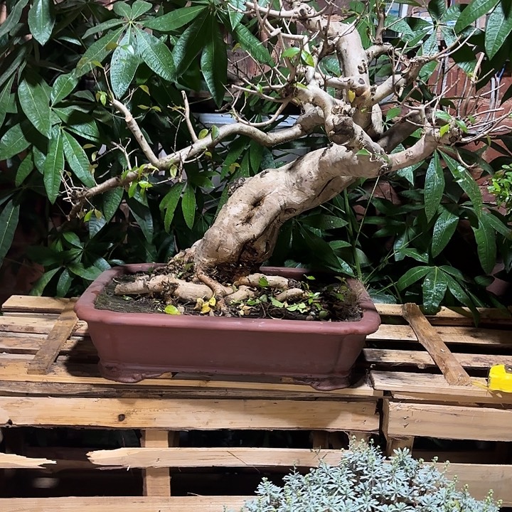 螺***l无花朵哈哈哈哈哈