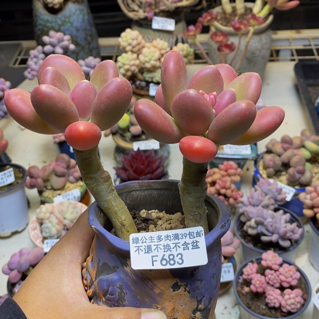 683金蟾多肉整13c m