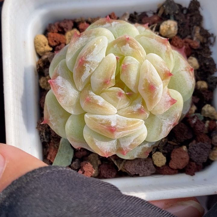 1211-551，冰魄多肉