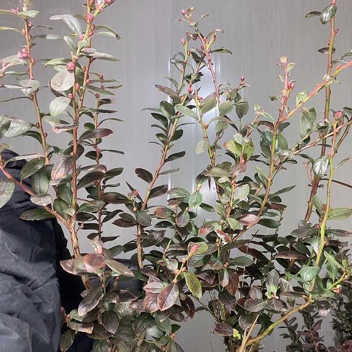 完全开放蓝莓苗发走了