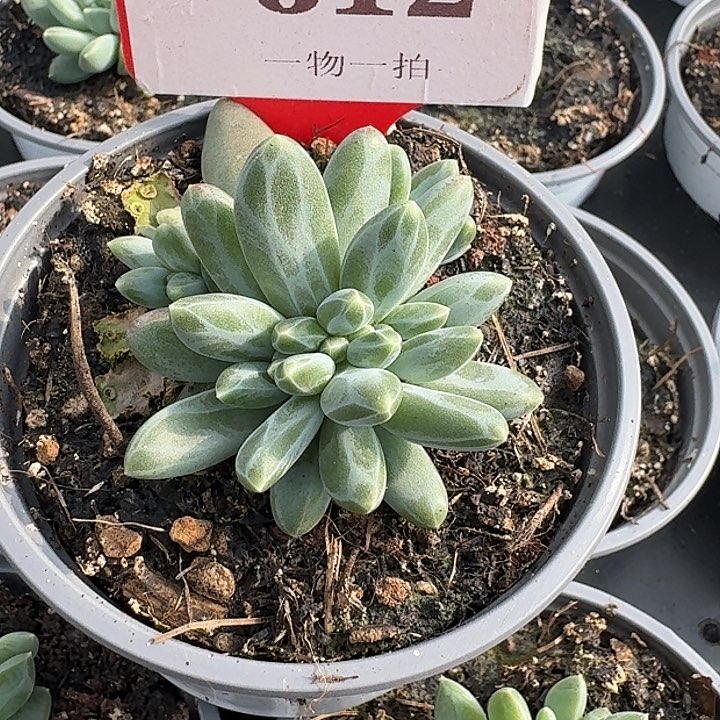 左****死美人缀化612多肉植物