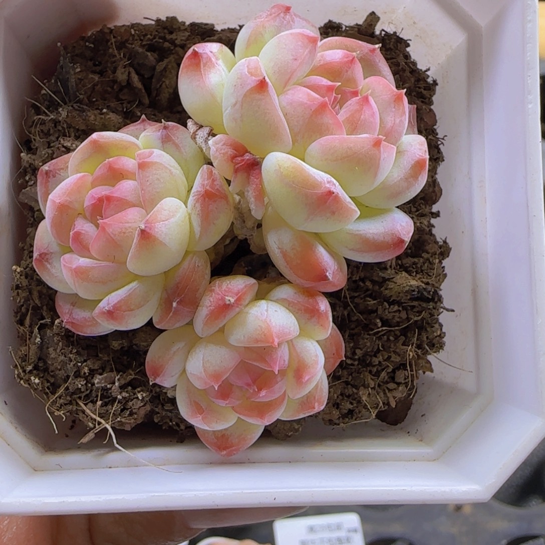 是***呀三头粉体白桃汽水