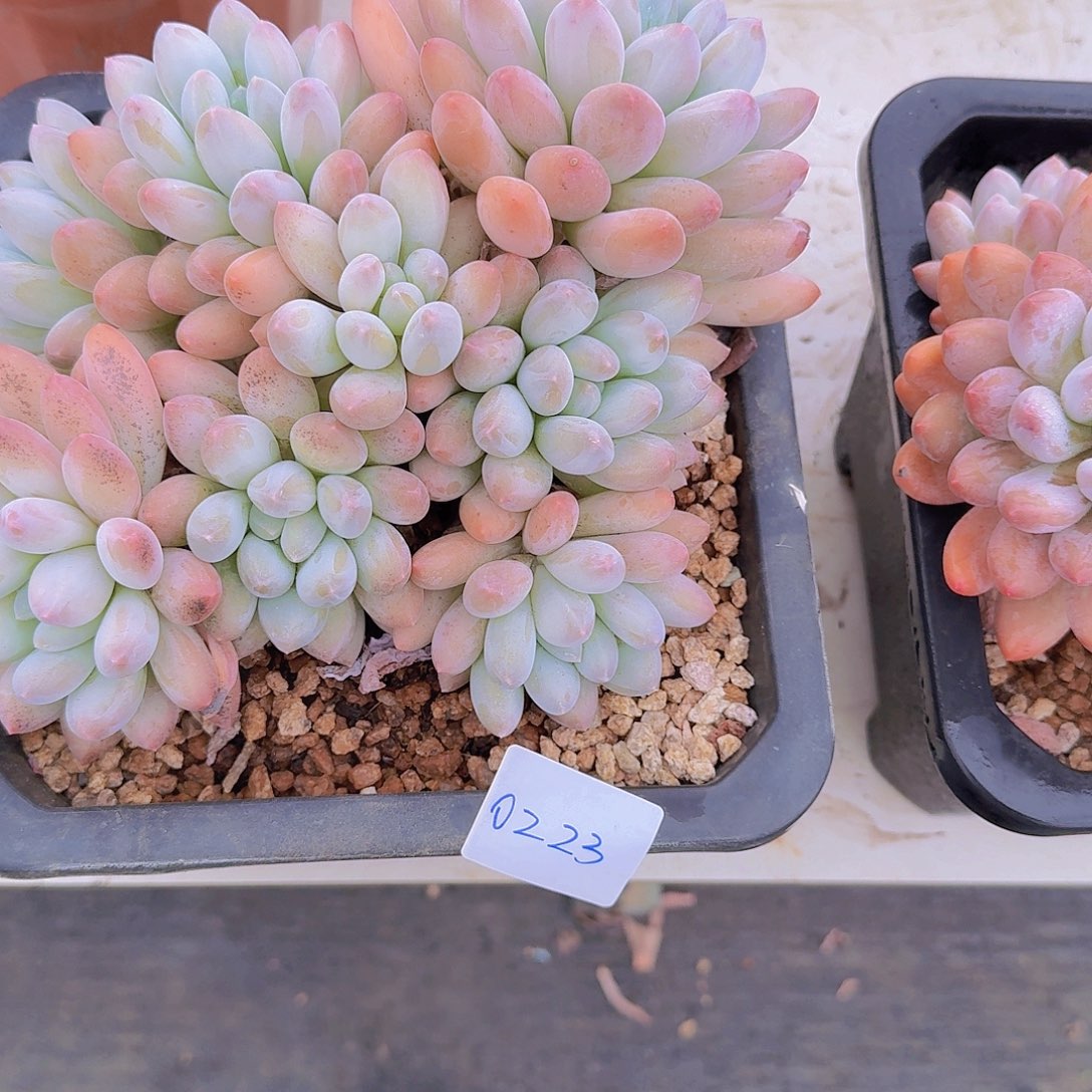 三***姐0223所罗门杂交多肉植物