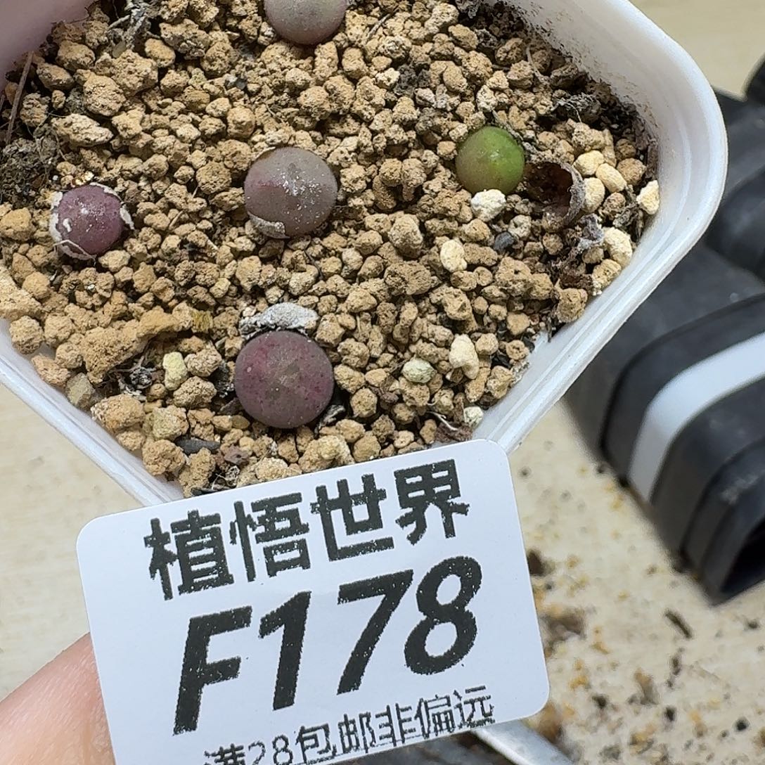 多肉植物的人生ghj