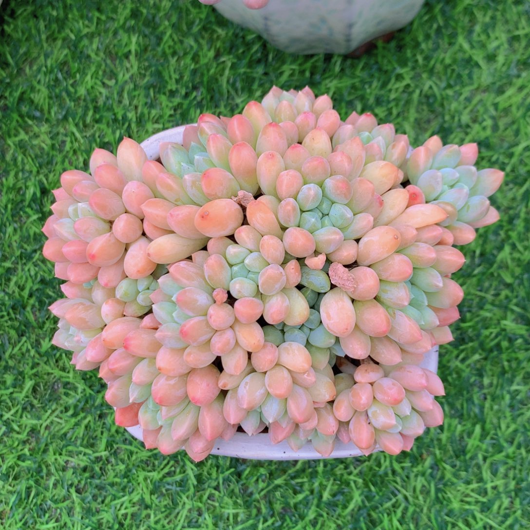 奶糖 一物一拍。    