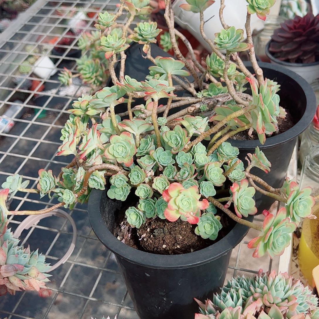 圆叶薄化妆多头造型精品