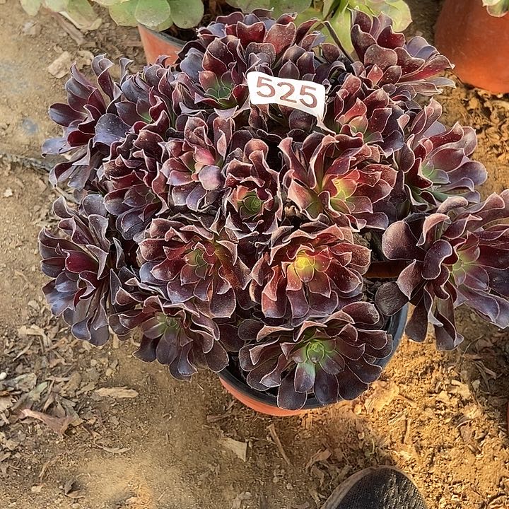 瓯紫玫瑰525多肉不包断