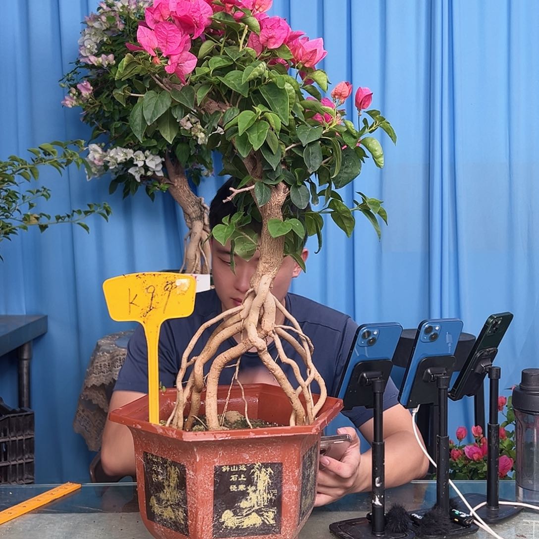 永***恒当前无花栽培后可以开花K99甜西瓜